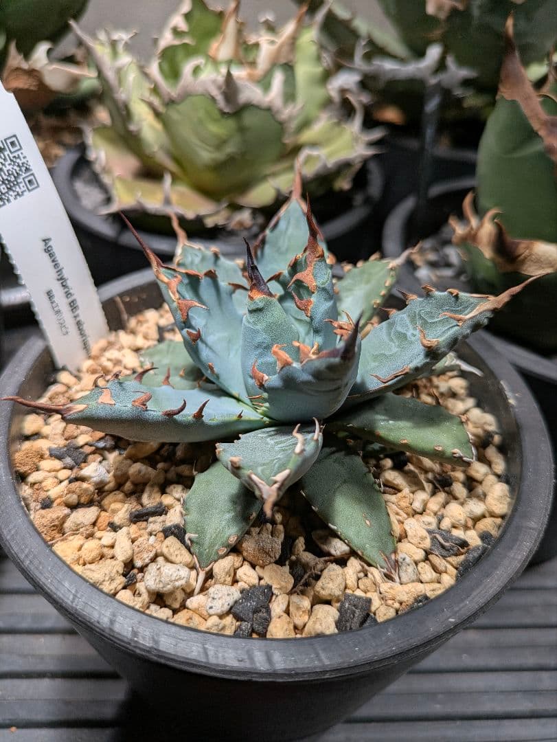 アガベ 妖炎✕BB ハイブリッド 子株 発根済み エボリスピナ ブルー葉