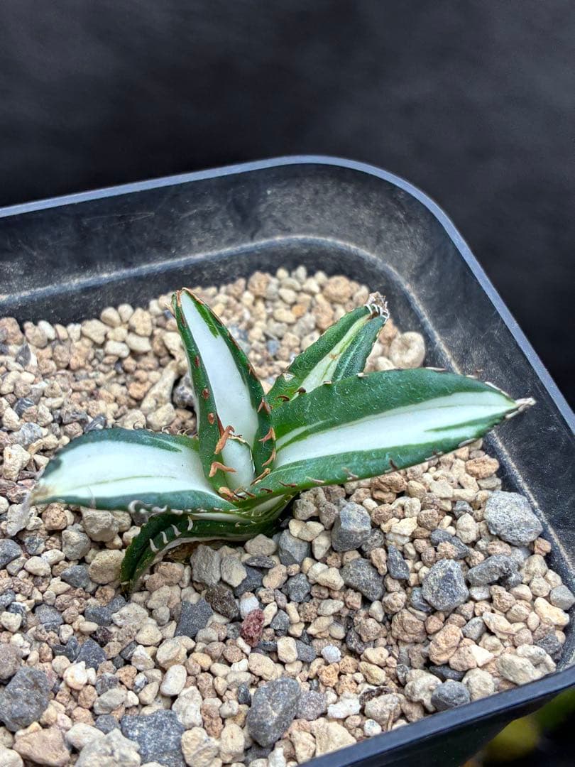 アガベ チタノタ 「太陽神錦」極白中斑錦 特白 明錦 極上美株 - メルカリ