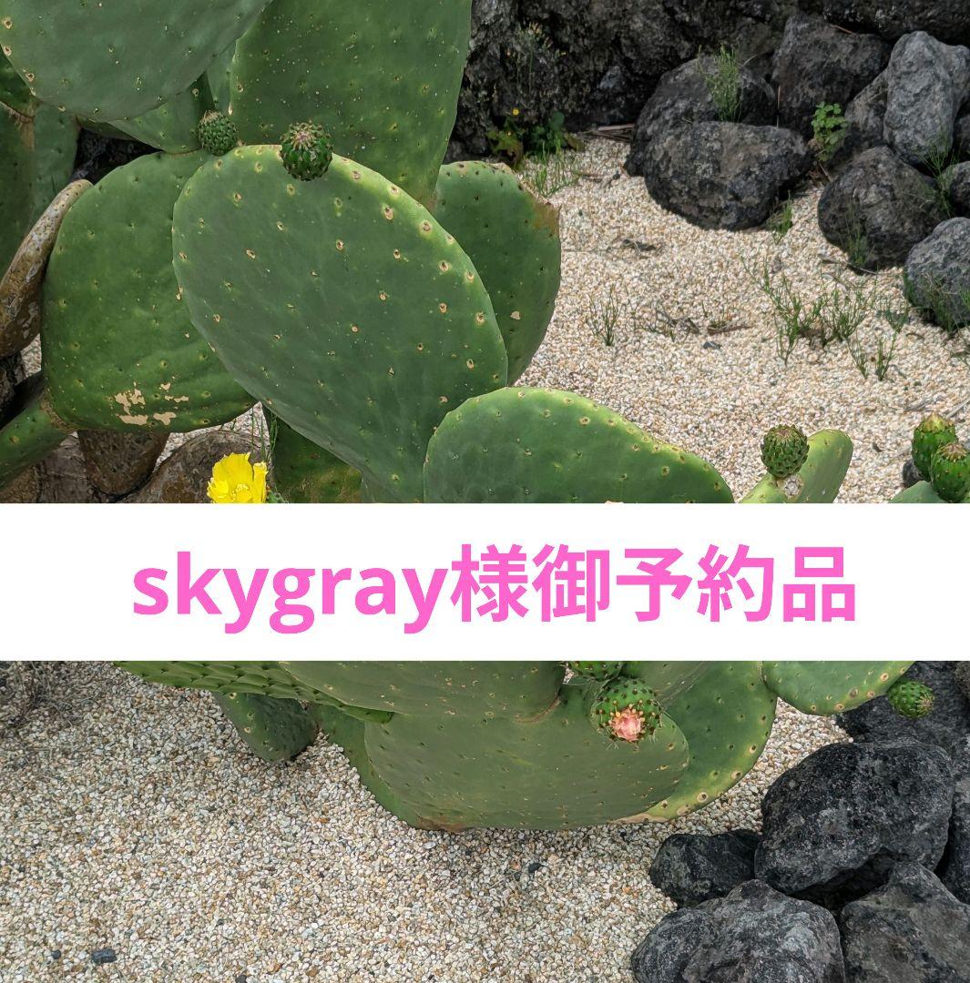 skygray様7点御予約品 シャトー・グレイサック'18（ACメドック：クリュ・ブルジョワ