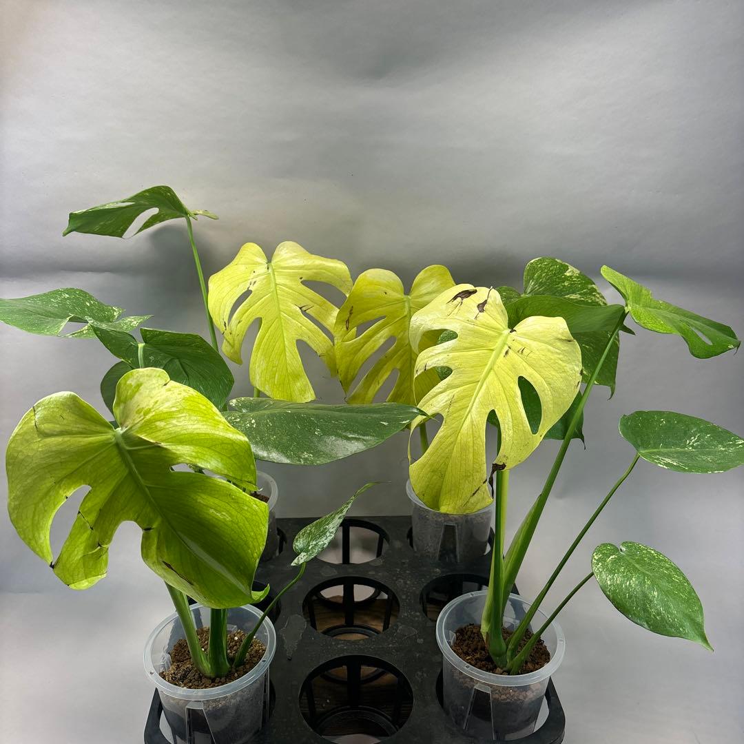 あ*や様 4株セットms47【葉だけ運送傷あり】ホワイトモンスター／天津蘭 斑入