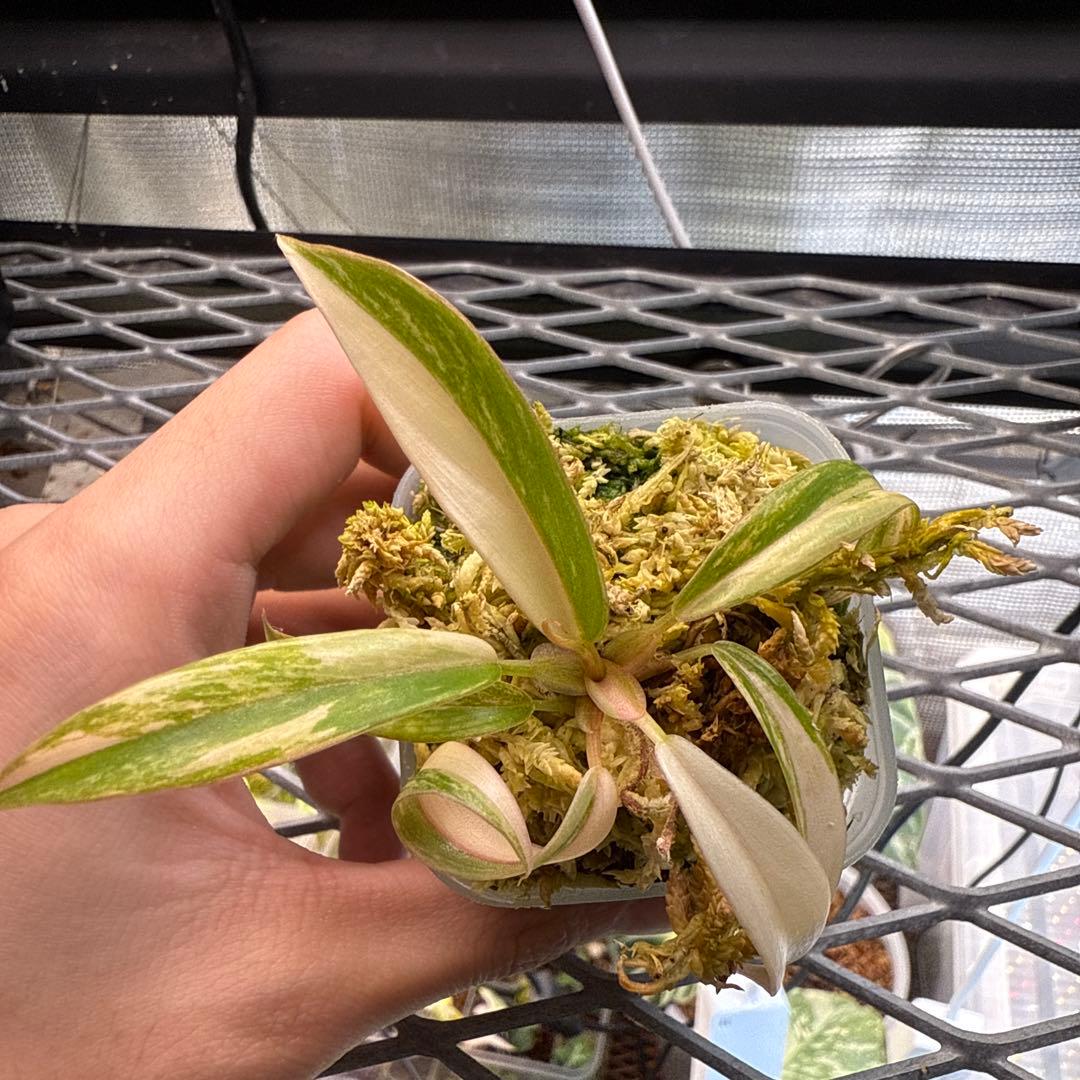 e*c様 ハイクオリティ フィロデンドロン キャラメルマーブル