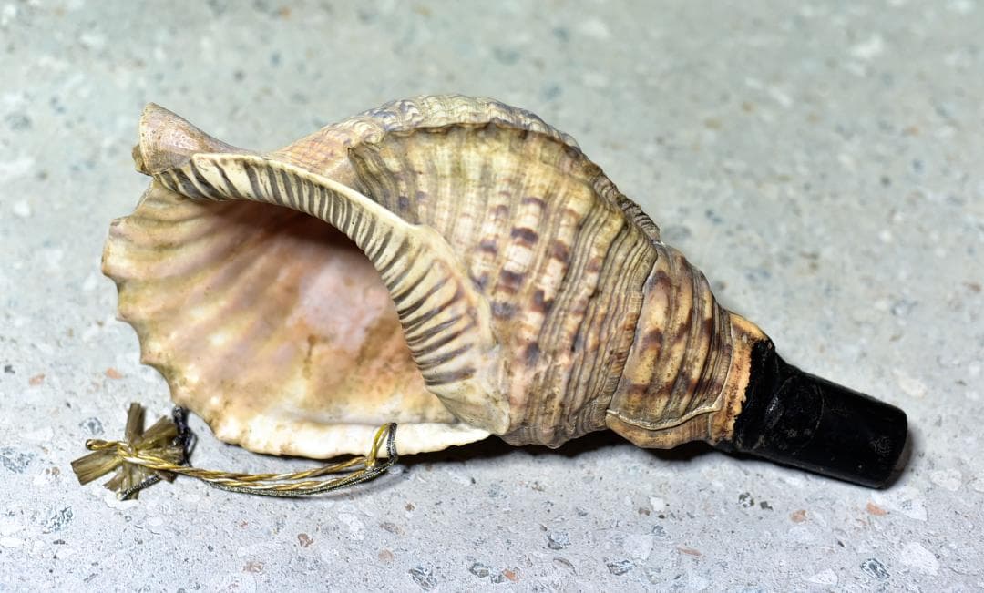 値下げ、古いホラ貝、法螺貝　修行僧、山伏、魔除け