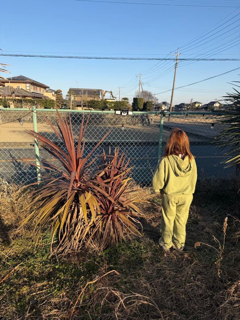 中型 赤ドラセナ 緑ドラセナ