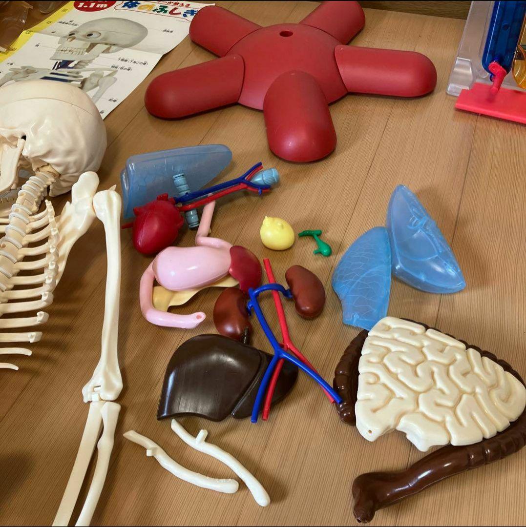 アーサーが教える体のふしぎ 1~ 80巻セット人体模型 - メルカリ