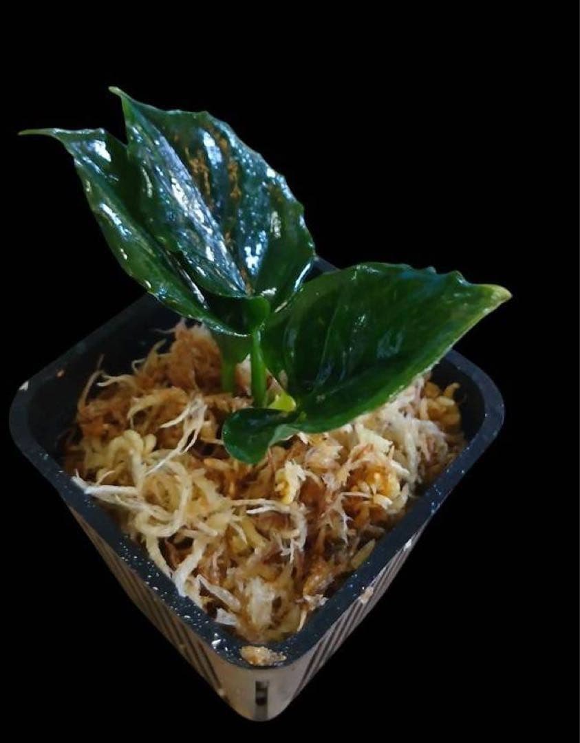 特別企画 新春セール Aglaonema アグラオネマ トリカラー メタリカ ③