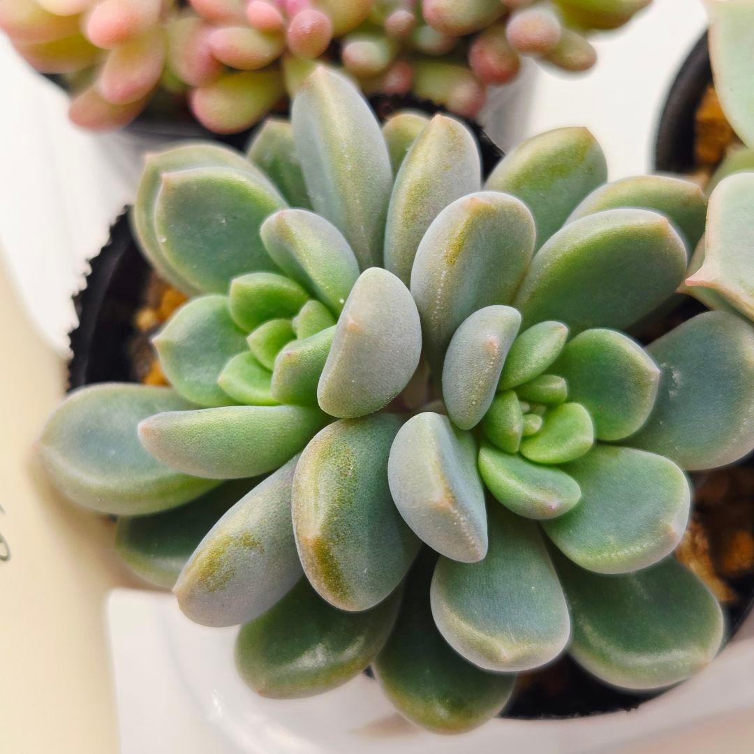 ⑬あんず❣️萌牡丹❣️あかずきん❣️発根済!つぶつぶ屋さん ネコポス