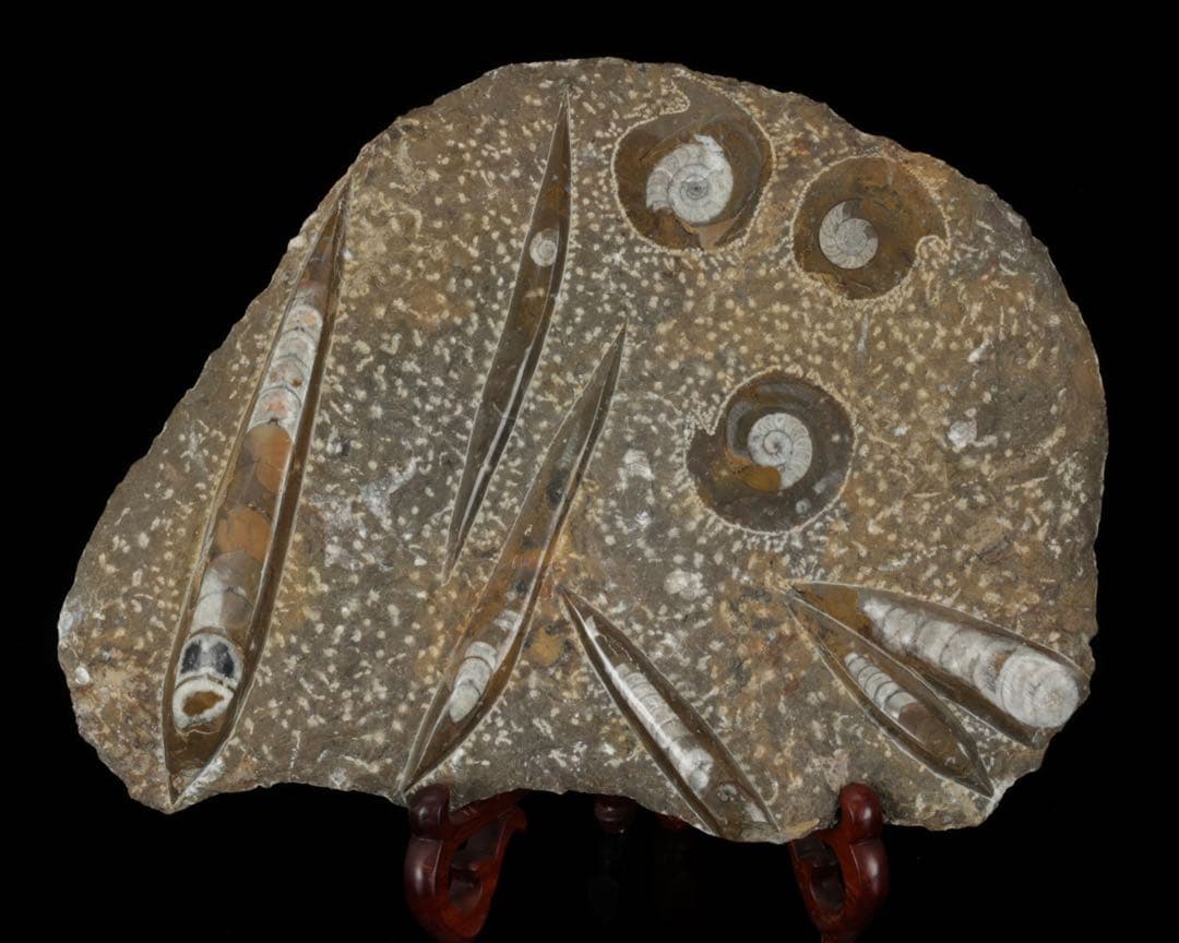 アンモナイト オルソセラス 化石プレート 6.3kg台付 直角貝 古生物化石標本