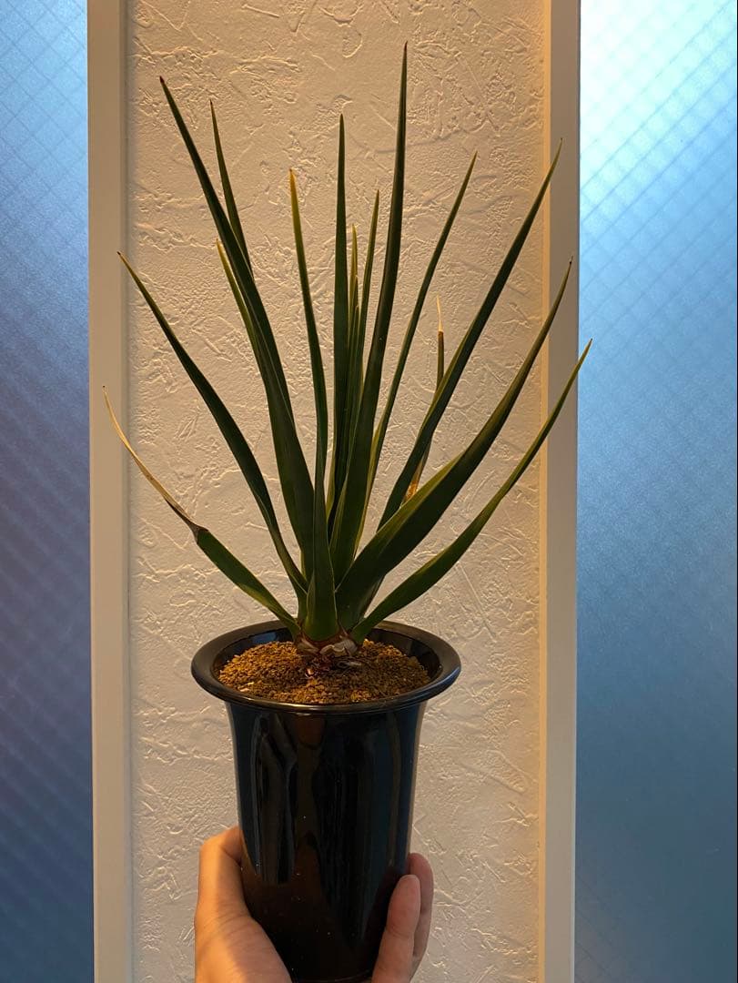 【超希少】 ドラセナ シナバリ コレクション株 実生10年以上