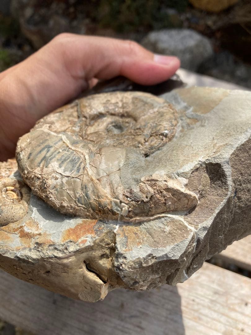 羽幌 木や結晶が混ざったアンモナイトの群生 化石 /インテリア 家具