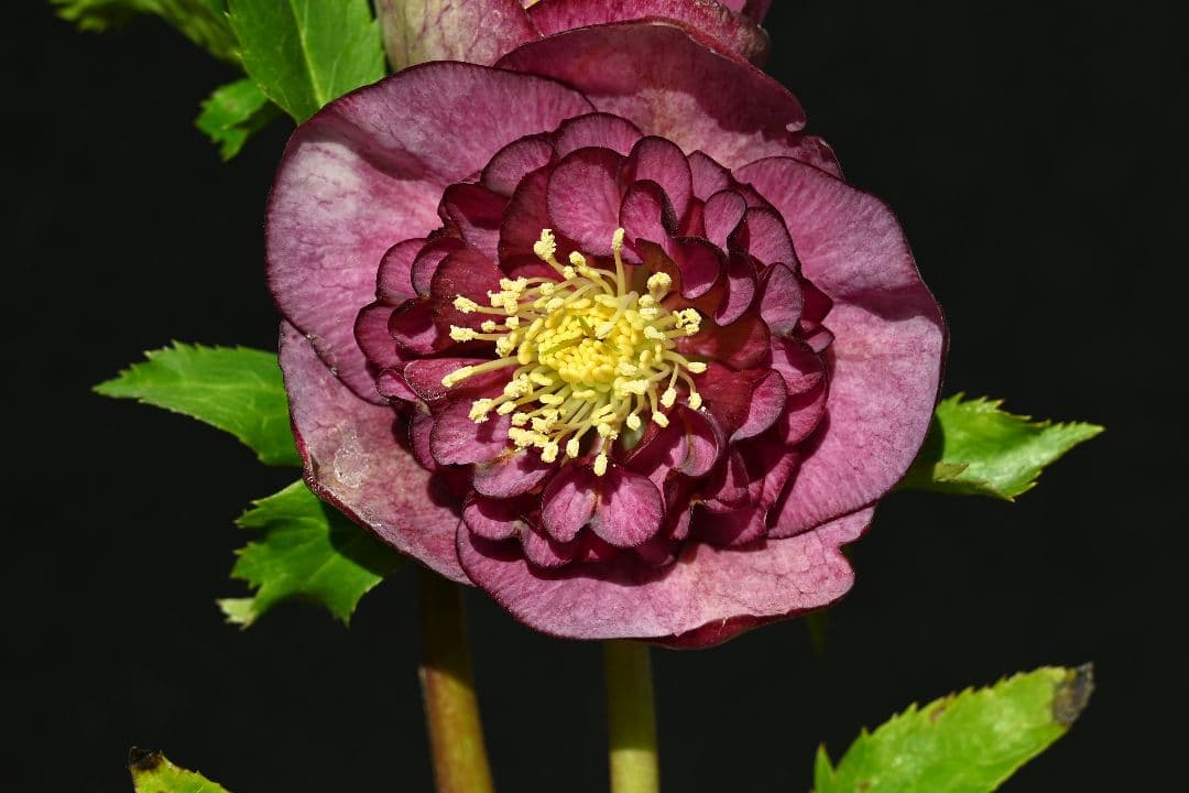 クリスマスローズ　訳あり認定モーリー　加藤農園