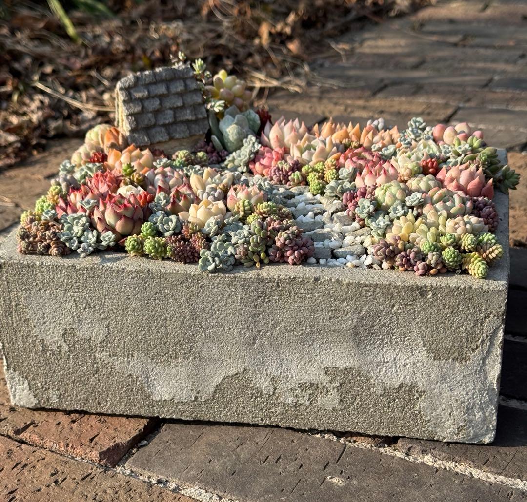 多肉植物　そのまま飾れる寄せ植え　箱庭