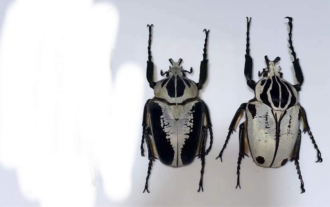 専用になります