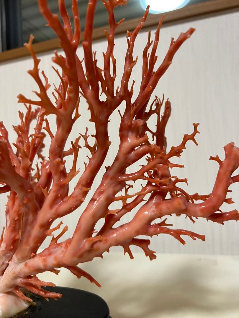 天然深海赤珊瑚 ピンク珊瑚 枝珊瑚 置物 宝石 原木 sango サンゴ 希少