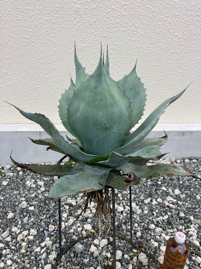 特選 アガベ オバティフォリア大株 実生 優良株 フロスティブルー