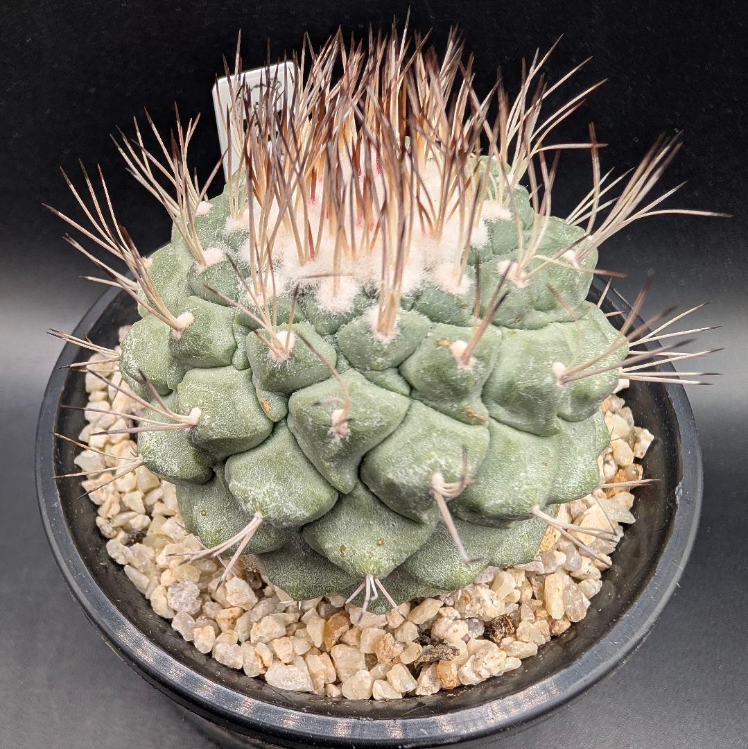 菊水 大型タイプ 実生 鉢植えメルカリ便送料込み