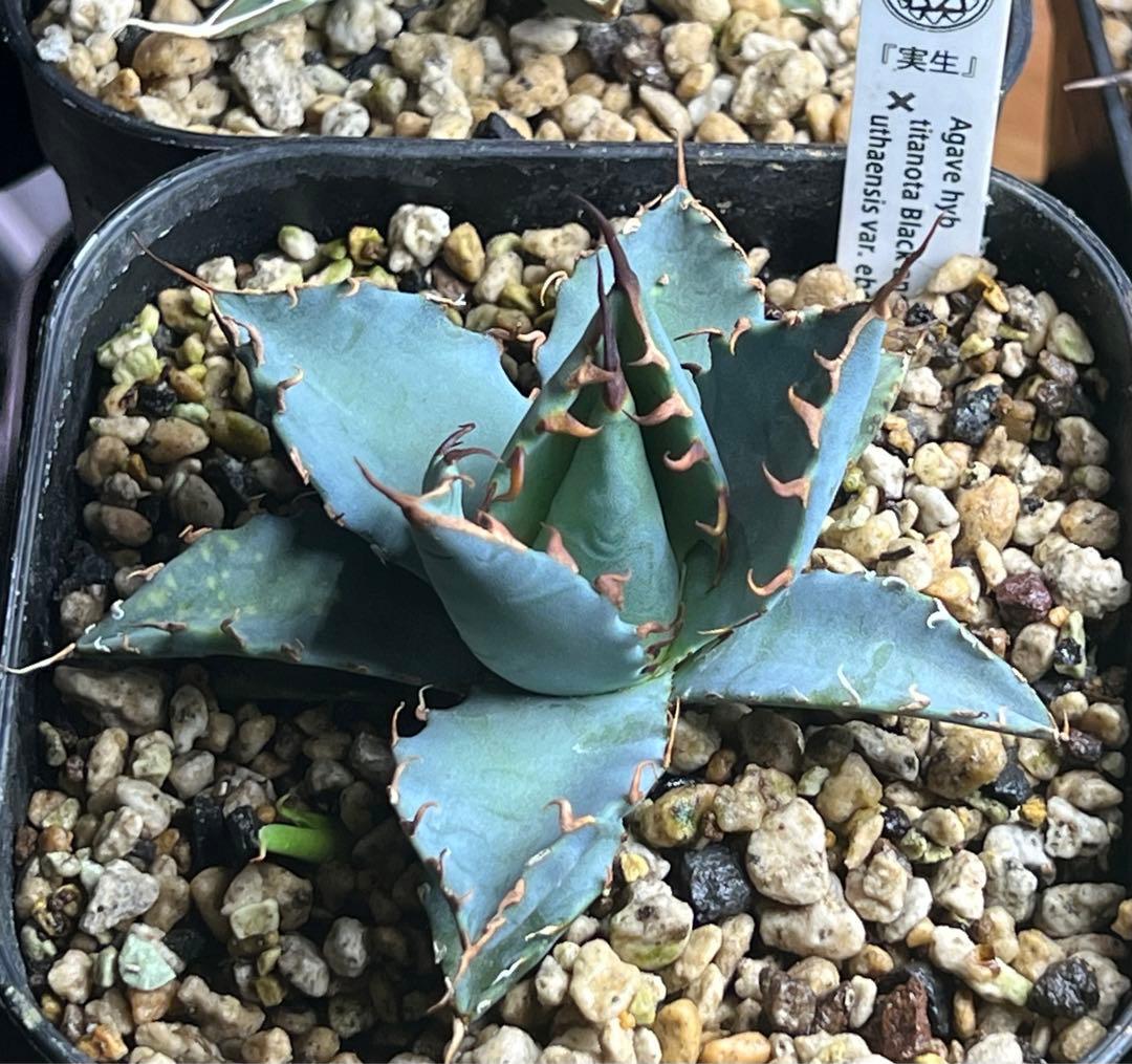 アガベハイブリッド BB×エボリスピナ仔株（ジェレミー株） - メルカリ