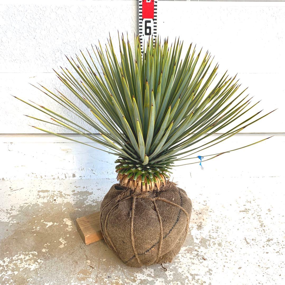 ユッカ　ロストラータ　【耐寒性/ドライガーデン/ロックガーデン 】23