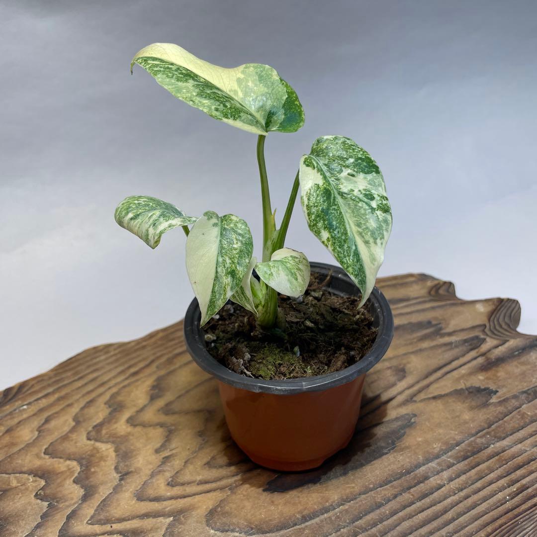 q25モンステラ デリシオーサ レガシー 斑入り - メルカリ