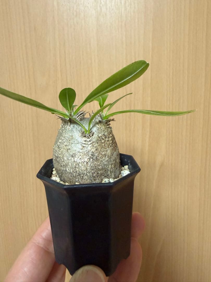 エブレネウム　現地球　ミニサイズ　パキポディウム