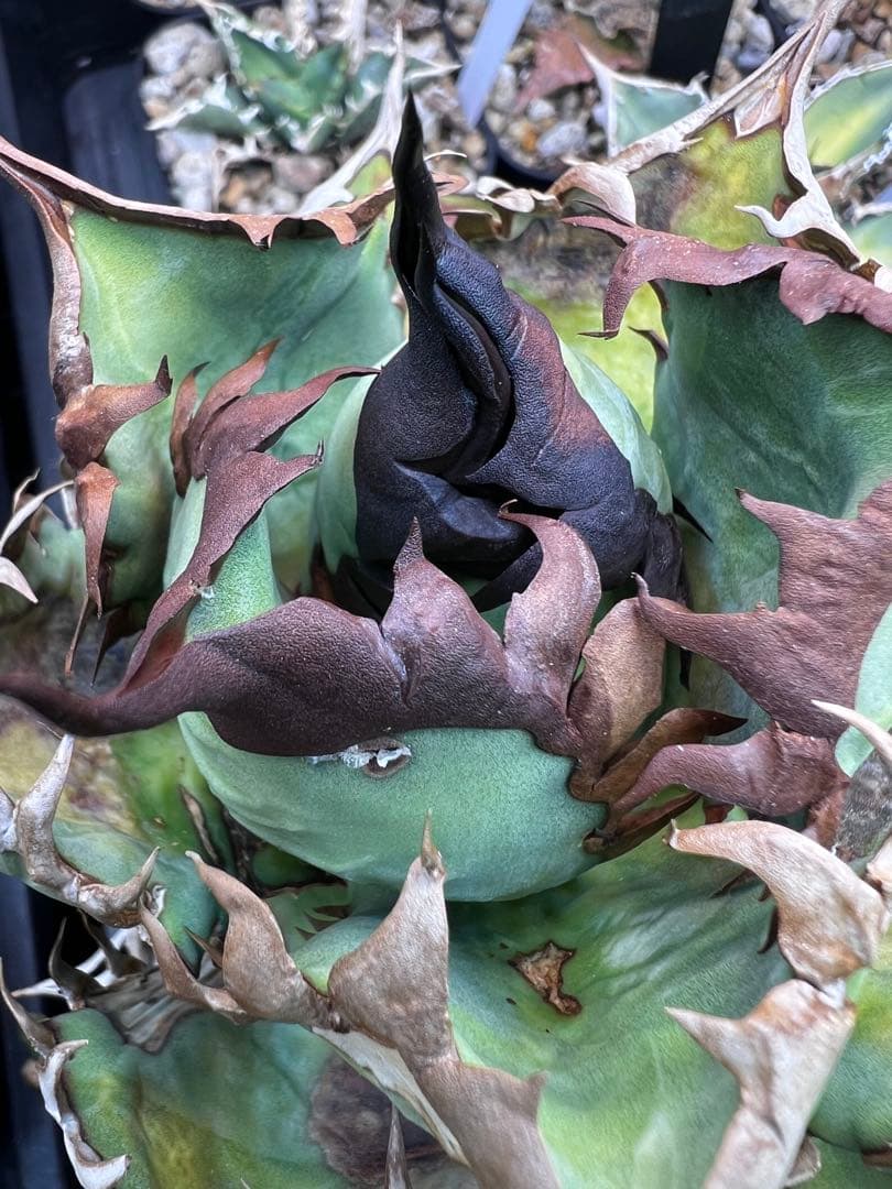 【子株出品】アガベ オテロイ 実生選抜カキコ① ※4枚目