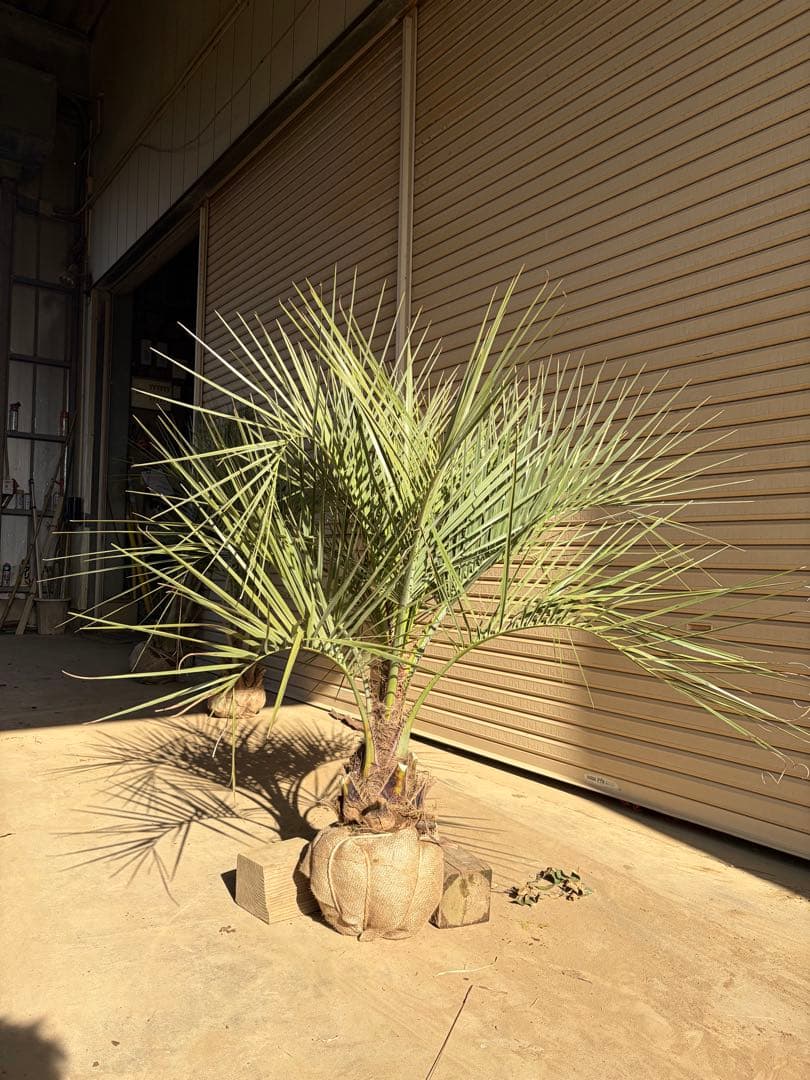 ココスヤシ　根鉢上から120センチ