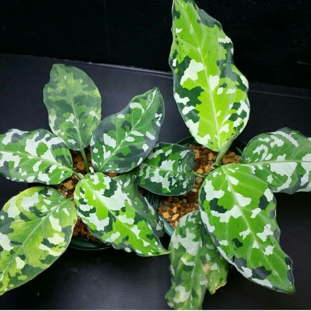 確認専用Aglaonema pictum Andaman サマート氏、出射氏 - メルカリ