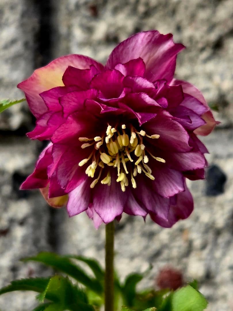 フレグランスクリスマスローズ 一点物】加藤農園 クリスマスローズ フレグランスクリスマスローズ 4.5