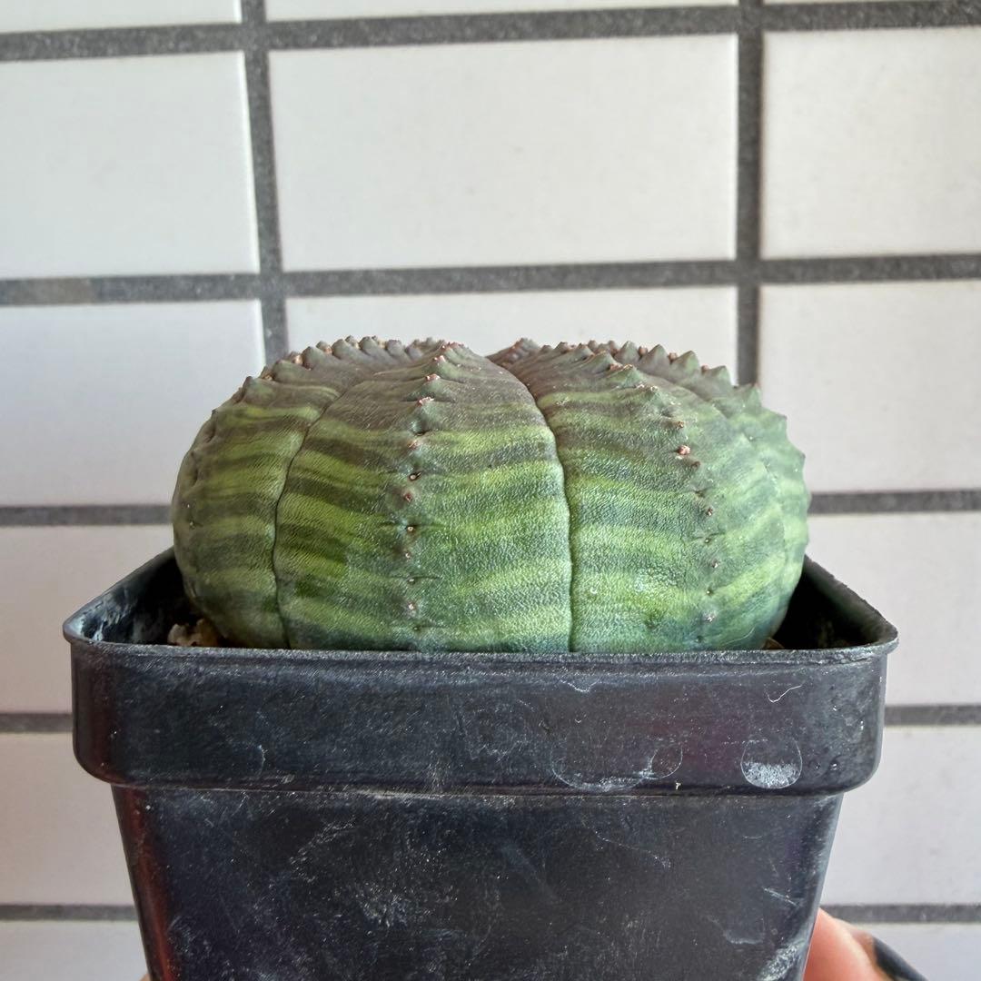 ③ ユーフォルビア シンメトリカ 実生 亀甲タイプ - メルカリ