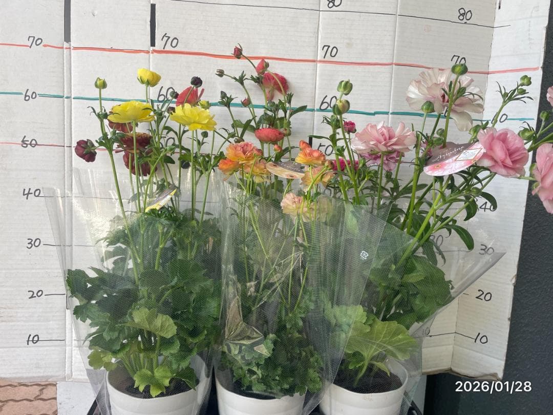 早い者勝ち ラナンキュラス ラックス 全6種類 5号 大苗