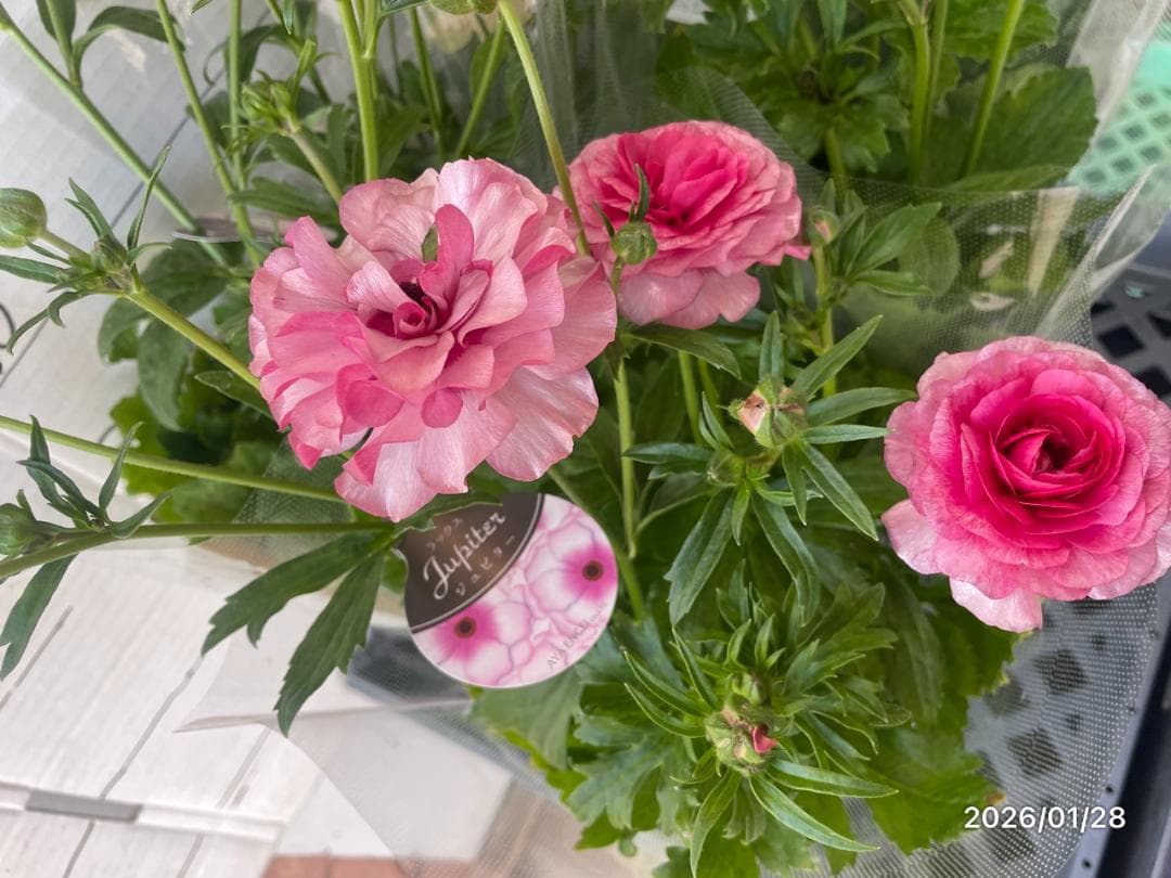 早い者勝ち ラナンキュラス ラックス 全6種類 5号 大苗