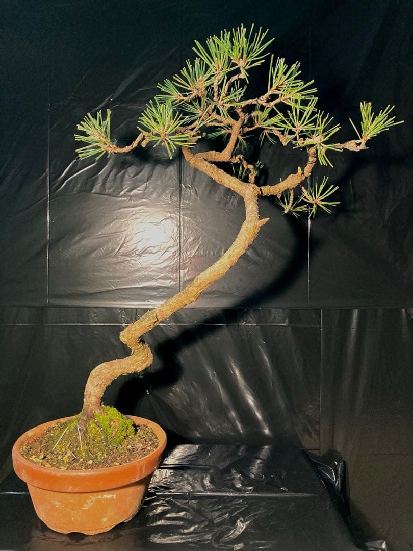 黒松 サービスオークション - メルカリ