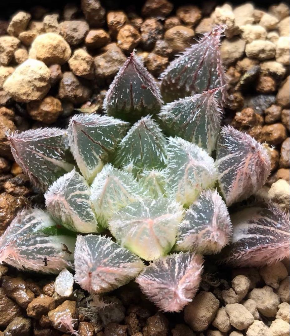 多肉植物 ハオルチア 紫絵巻錦 極上斑 - メルカリ