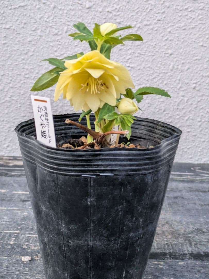 加藤農園認定】クリスマスローズ かぐや姫