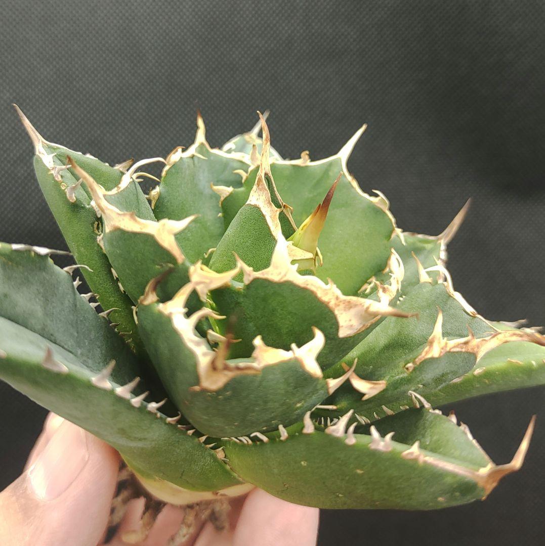アガベ チタノタ イラン産 NOVA (ノヴァ） 子株 - メルカリ