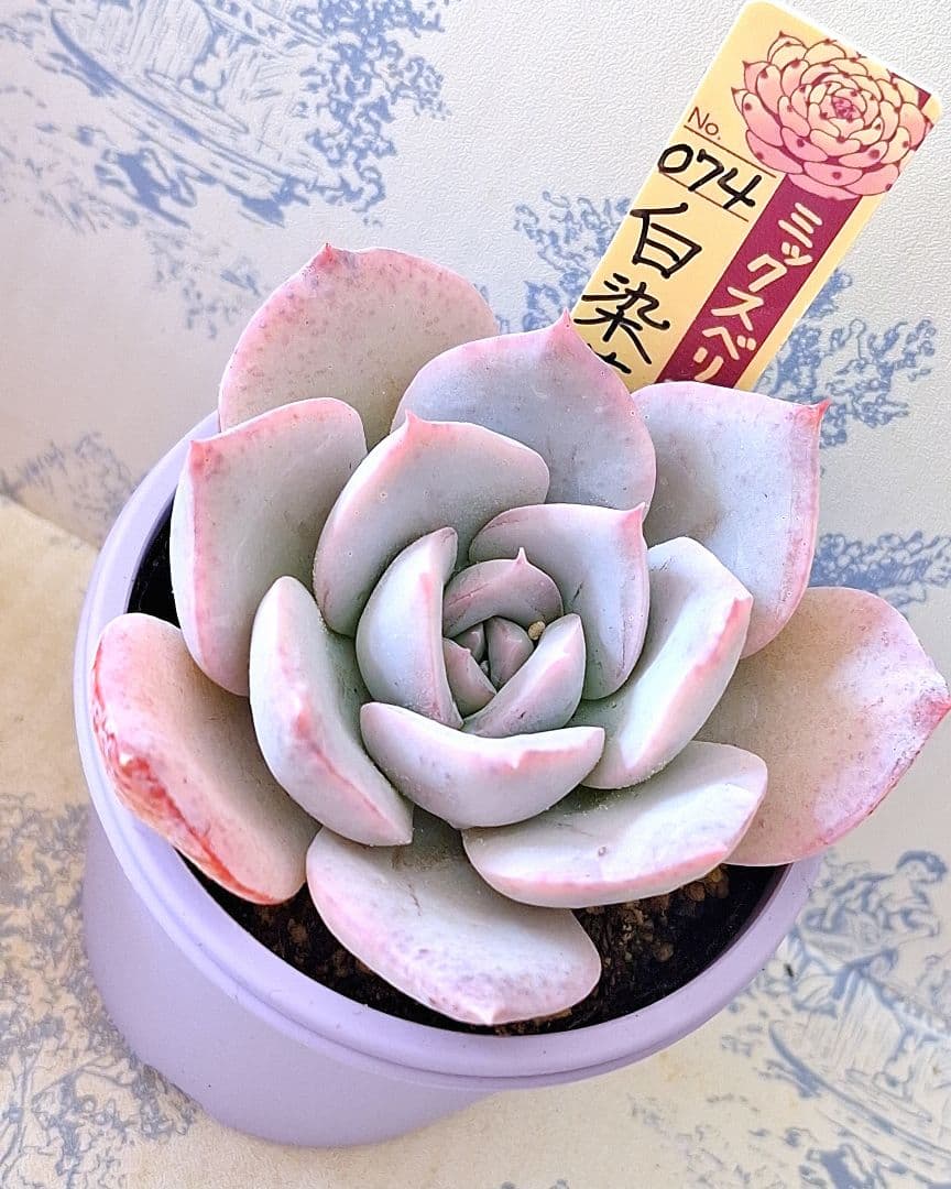 白染華　札付きポットごとメルカリ便おらいさん苗ミックスベリア