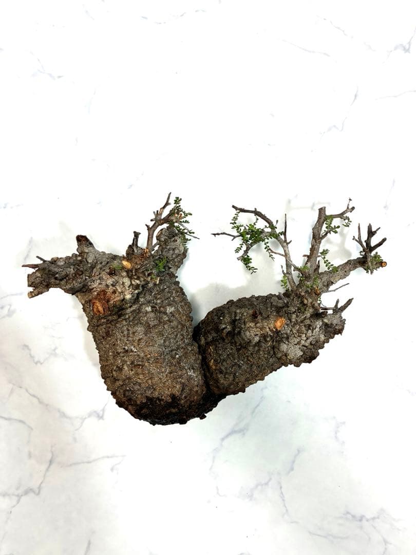 【本日ラスト最終値下げ】オペルクリカリアパキプス　ベアルート株