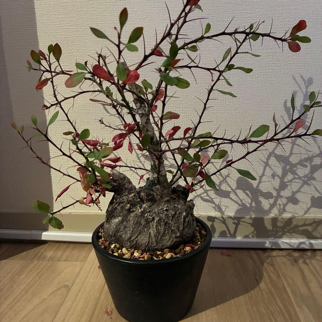 フォークイエリア