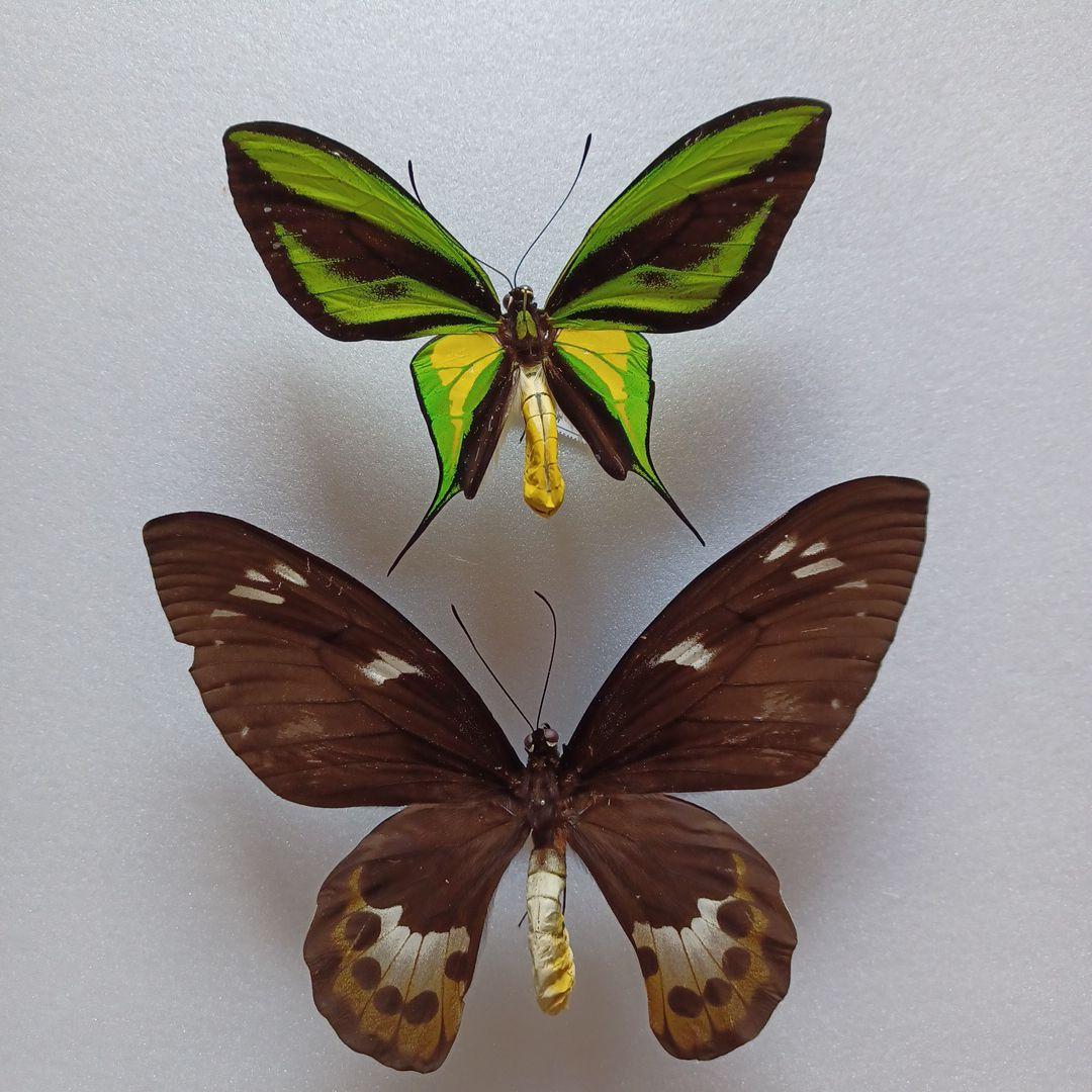 わっくん様専用)蝶標本 ゴクラクトリバネアゲハ ペア - メルカリ