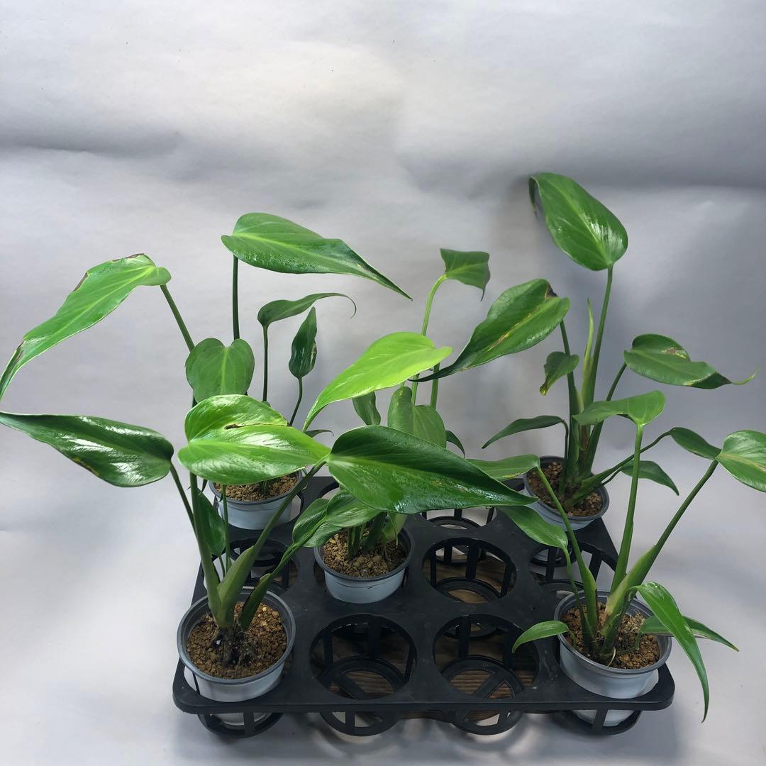 ち*え様 5株セットms58訳ありモンステラ バールマルクスフレーム