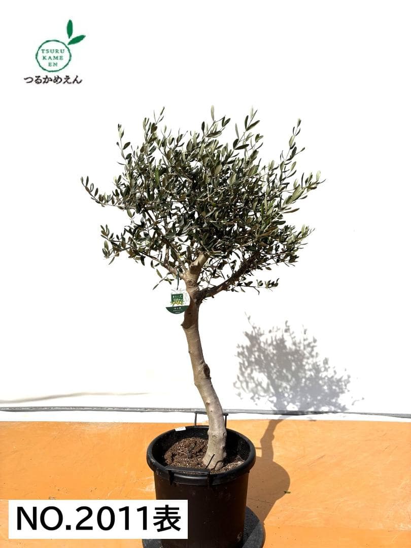 can様オリーブの木　ルッカ　約130cm　NO.2011　大型　人気品種