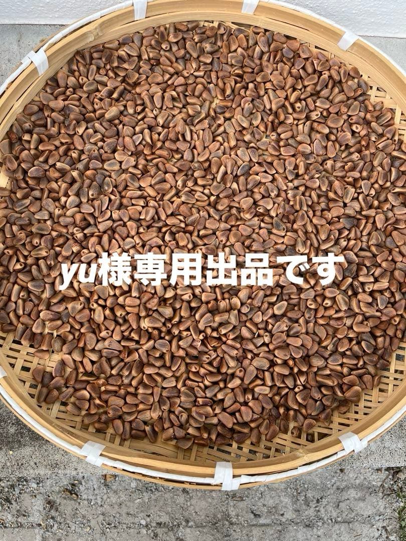 殻付き松の実￼ 2キロ+いろいろ