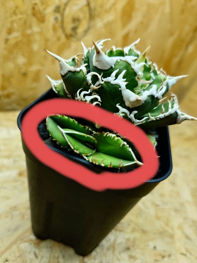 アガベ ホオジロサメ大白鯊 - 1円スタート アガベ 大白鯊 ホオジロザメ