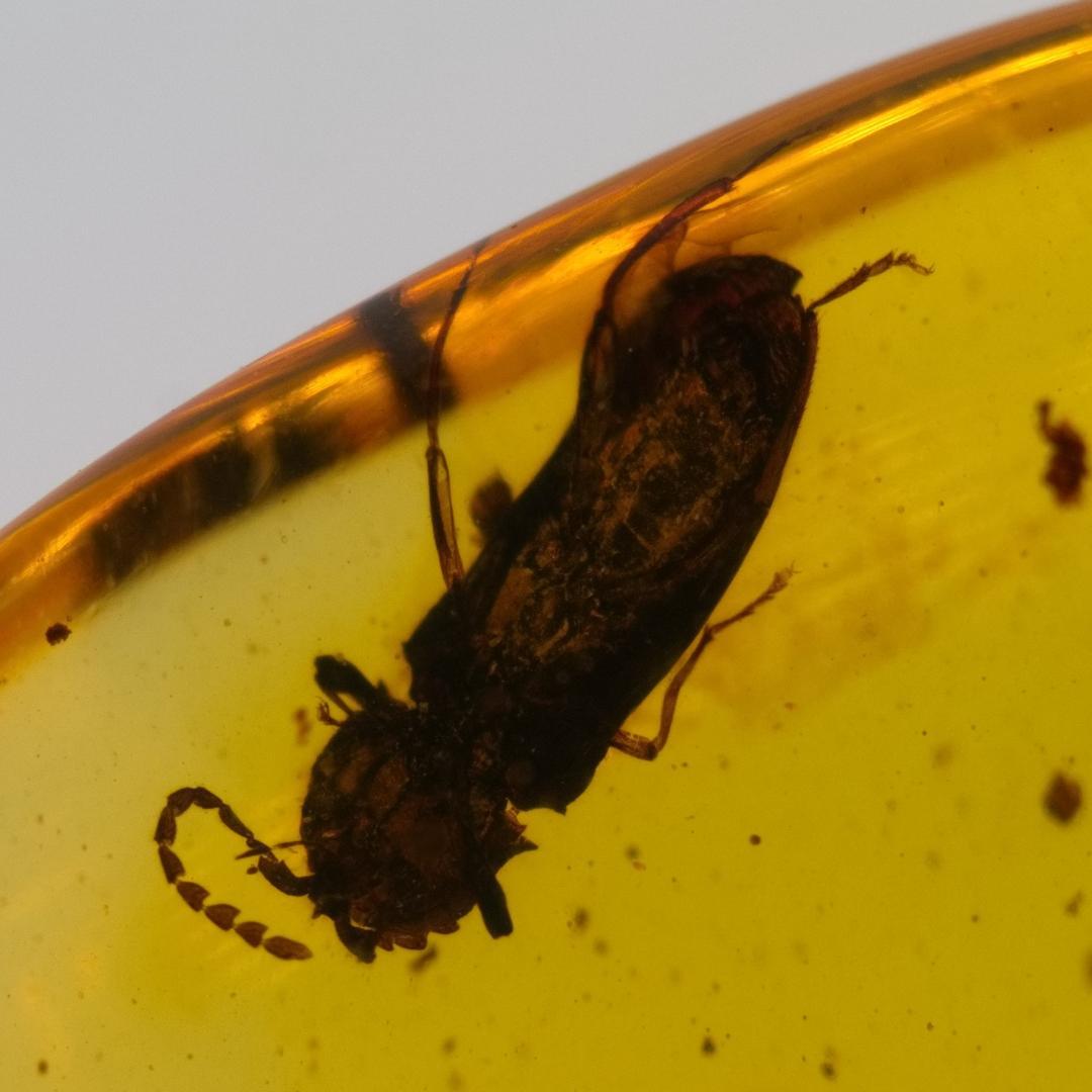 LA112 虫入り琥珀化石 ミャンマー カムティかタナイ産 9900万年前