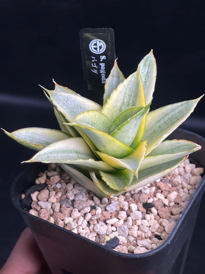 EMP サンセベリア パゴダ 斑入り / 選抜 SA358 サンセベリア パゴダ 斑入り | ソレトナ植物店