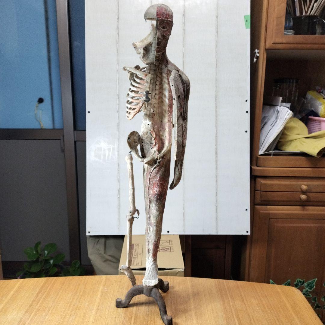 人体模型 　大昔の張り子　約60cm