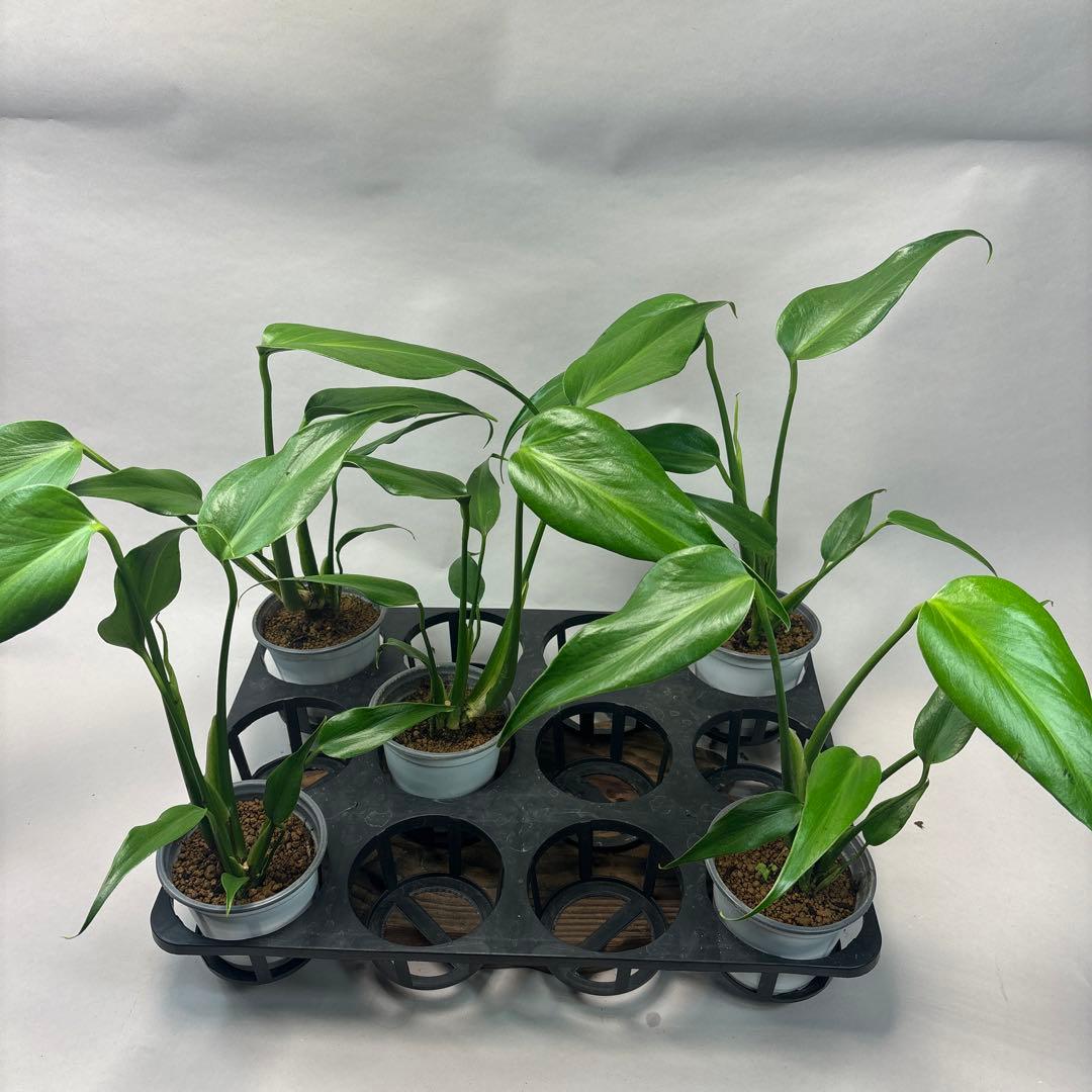 S*T様 5株セットms37モンステラ バールマルクスフレーム