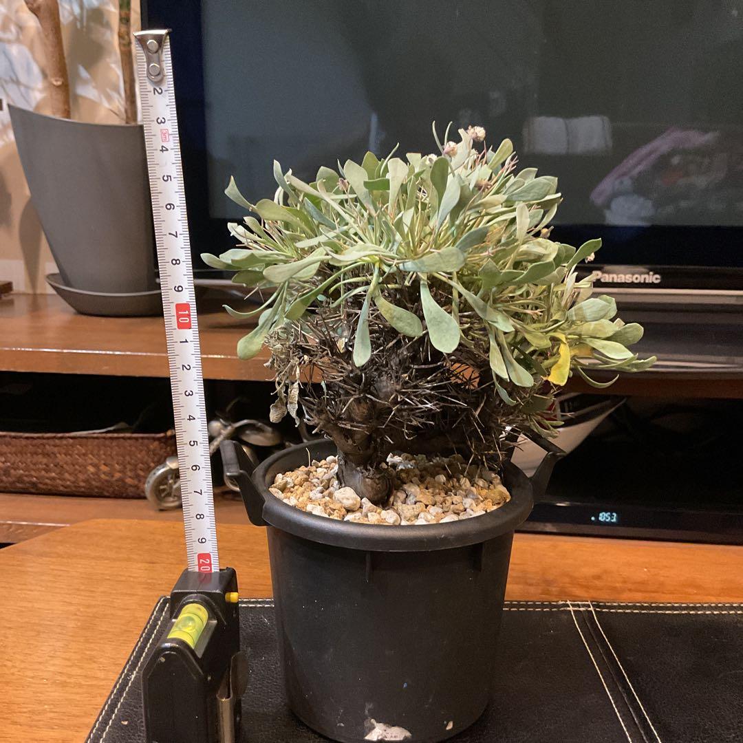 【良型】コレクション株　オトンナユーフォルビオイデス　現地球　冬型　発根済