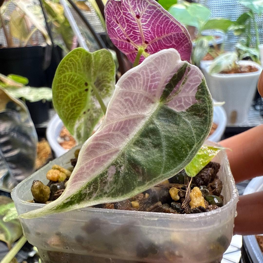 極上 アロカシア ワトソニアナ ピンク