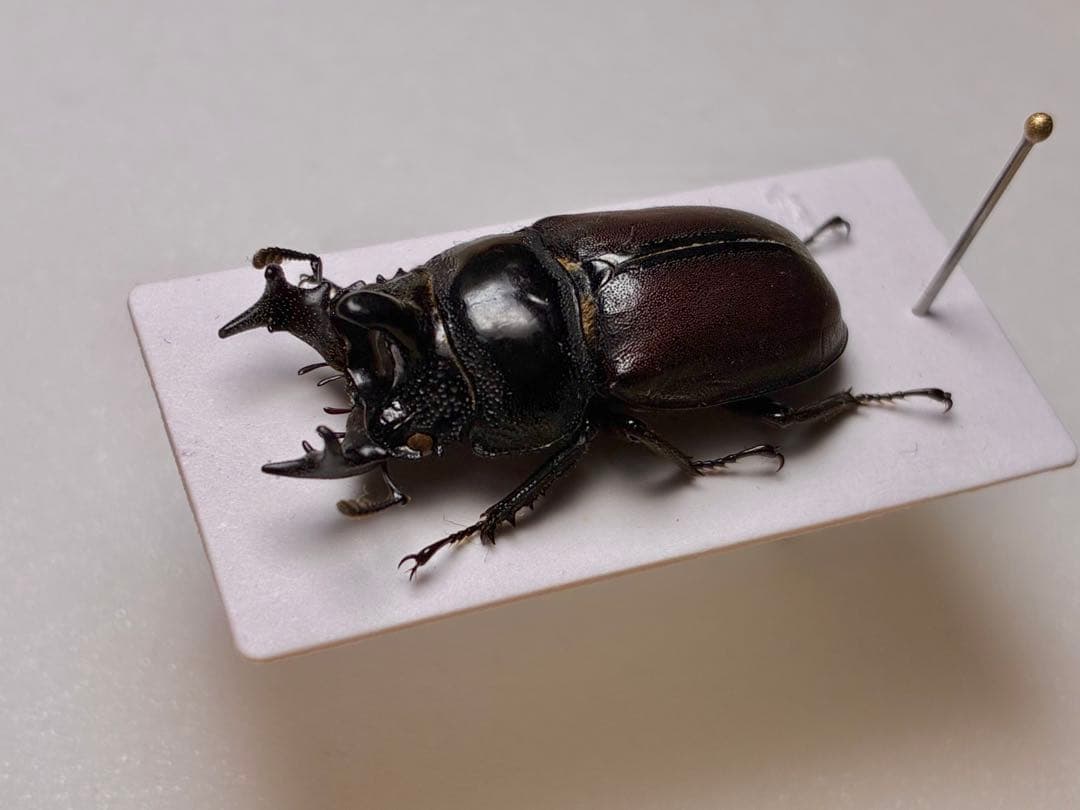 昆虫標本 レア種 大型カザリツノクワガタ 28mm - メルカリ