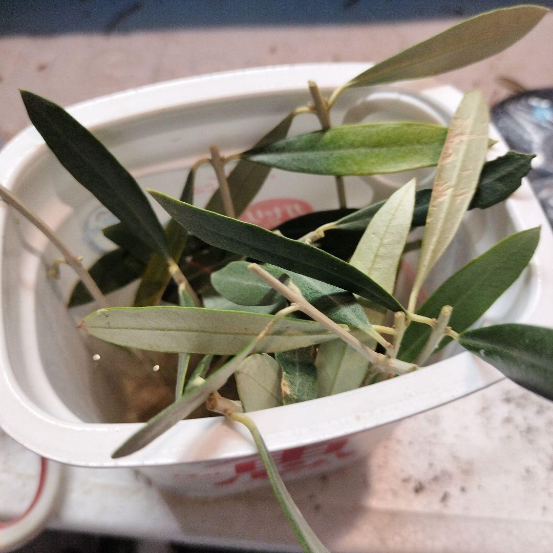 オリーブの木 ジャンボカラマタ 挿し穂5本 - メルカリ